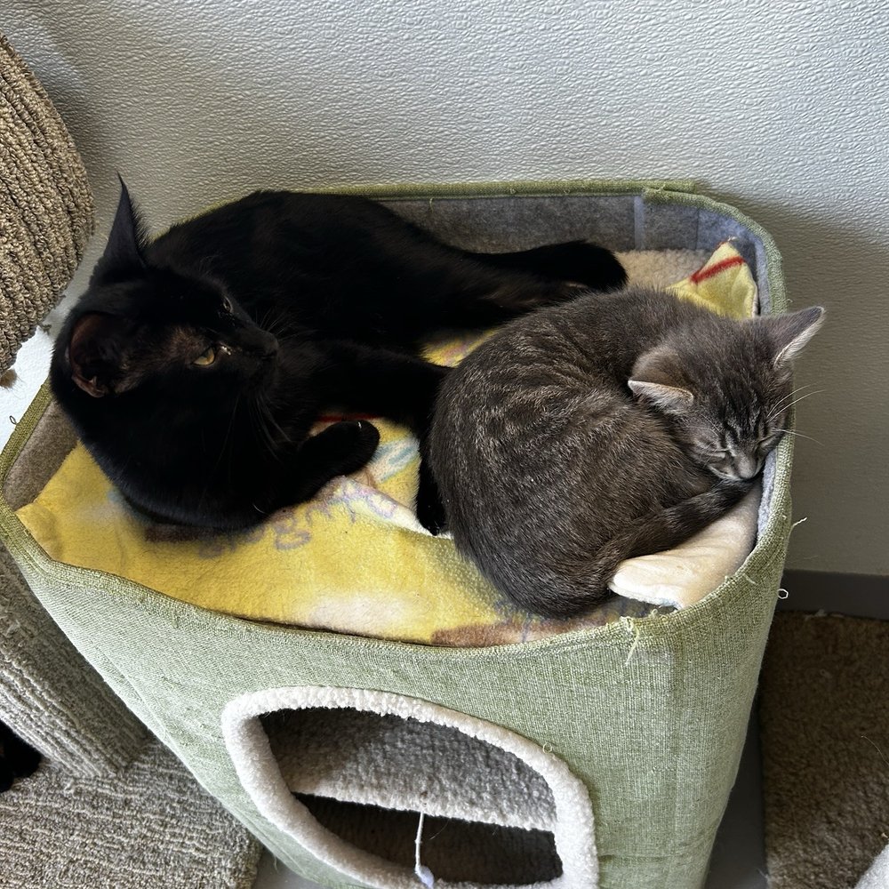 Cat Nap Hangout - Pet Adoption Near Me - Huntington Beach, California Cat Nap Hangout - Pet Adoption Near Me - Huntington Beach, California