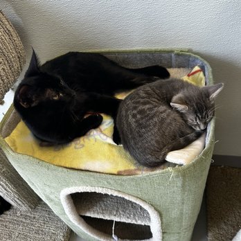 Cat Nap Hangout - Pet Adoption Near Me - Huntington Beach, California