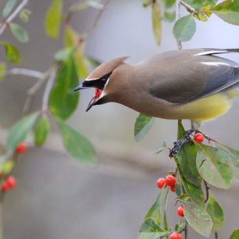 It’s Your Nature - Cedar Waxwings love the berries from evergreen, deer-resistant Yaupon Holly, one of many trees I can provide. - Landscaping Near Me It’s Your Nature - Cedar Waxwings love the berries from evergreen, deer-resistant Yaupon Holly, one of many trees I can provide. - Landscaping Near Me