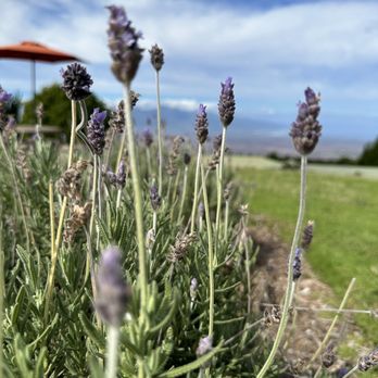 Ali'i Kula Lavender - Lavender - Tours Near Me - Kula, Hawaii Ali'i Kula Lavender - Lavender - Tours Near Me - Kula, Hawaii