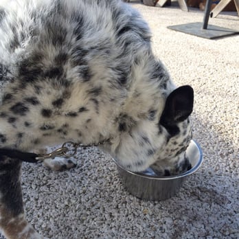 The Barn - 2/06/16- Dog Friendly!! They brought a bowl of water for my boy!! - Burgers Near Me - Half Moon Bay, California