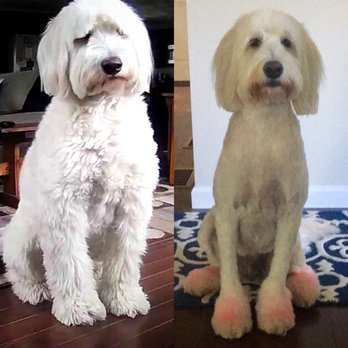 Bruce's Pet Grooming - Pet Groomers Near Me - East Providence, Rhode Island