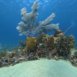 Outside The Asylum Diving & Travel - Coral from the Bahamas trip.