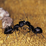 Photo of Central Exterminating Services