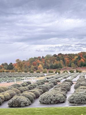 Brys Estate Vineyard & Winery by null