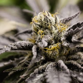 The Farm - Blackberry Kush - Cannabis Dispensaries Near Me - Boulder, Colorado The Farm - Blackberry Kush - Cannabis Dispensaries Near Me - Boulder, Colorado