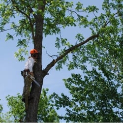 Arbor-Pro