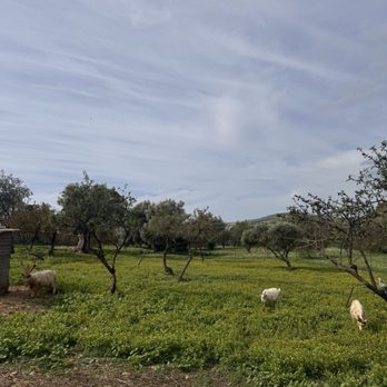 Valle dei Templi - Landmarks & Historical Buildings Near Me - Agrigento, AG Valle dei Templi - Landmarks & Historical Buildings Near Me - Agrigento, AG