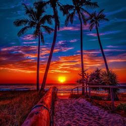 Palm Paradise Moving
