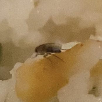 Mariscos El Nuevo Altata - This is a roach in the food that they served. - Seafood Near Me - Phoenix, Arizona Mariscos El Nuevo Altata - This is a roach in the food that they served. - Seafood Near Me - Phoenix, Arizona