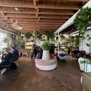 Palomino Coffee - Interior seating and plants for sale - Coffee & Tea Near Me - Austin, Texas