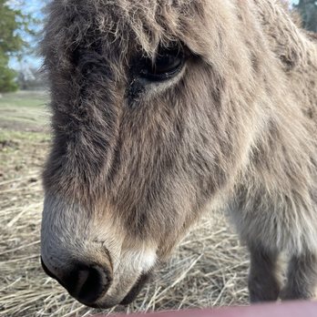 Sandy River Outdoor Adventures - Cute mini donkey 3/10/22 - Ziplining Near Me - Rice, Virginia Sandy River Outdoor Adventures - Cute mini donkey 3/10/22 - Ziplining Near Me - Rice, Virginia