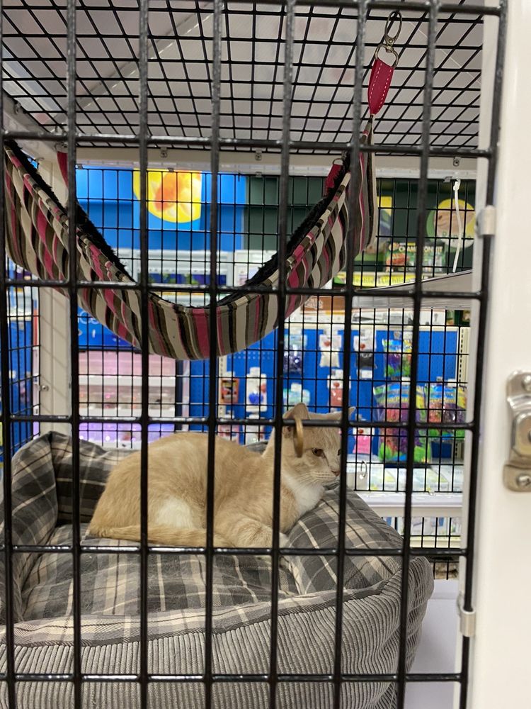 Pet Supermarket Image