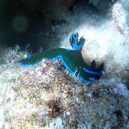 gloomy nudibranch