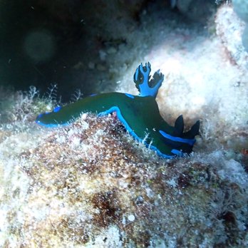 Kohala Divers - gloomy nudibranch - Scuba Diving Near Me - Waimea, Hawaii