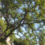 Photo of E & L Tree Service
