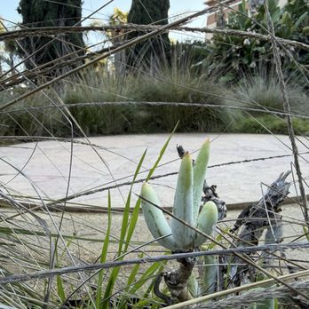 Rosicrucian Park Labyrinth - Fingers of a succulent near center of the labyrinth - Parks Near Me - San Jose, California Rosicrucian Park Labyrinth - Fingers of a succulent near center of the labyrinth - Parks Near Me - San Jose, California