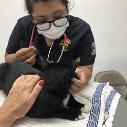 Planned Pethood - Frenchie getting checked out for some skin abrasions that occurred whole I left him in someone else's care.
