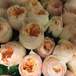 Tillie's Flower Shop - Juliet - A David Austin Garden Rose - Tillies is the only Wichita florist to have these in stock