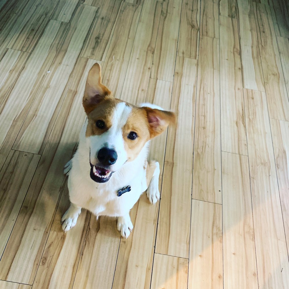 ISLANDS PET CENTRE Updated September 2024 444 Johnny Mercer Blvd