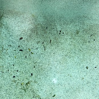 Sparkle And Splash - Gross pool - every week after they leave. - Pool Cleaners Near Me - Marana, Arizona Sparkle And Splash - Gross pool - every week after they leave. - Pool Cleaners Near Me - Marana, Arizona