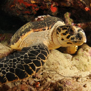 Island Scuba - Hawksbill Turtle at night dive - Scuba Diving Near Me - Ensenada, Puerto Rico Island Scuba - Hawksbill Turtle at night dive - Scuba Diving Near Me - Ensenada, Puerto Rico