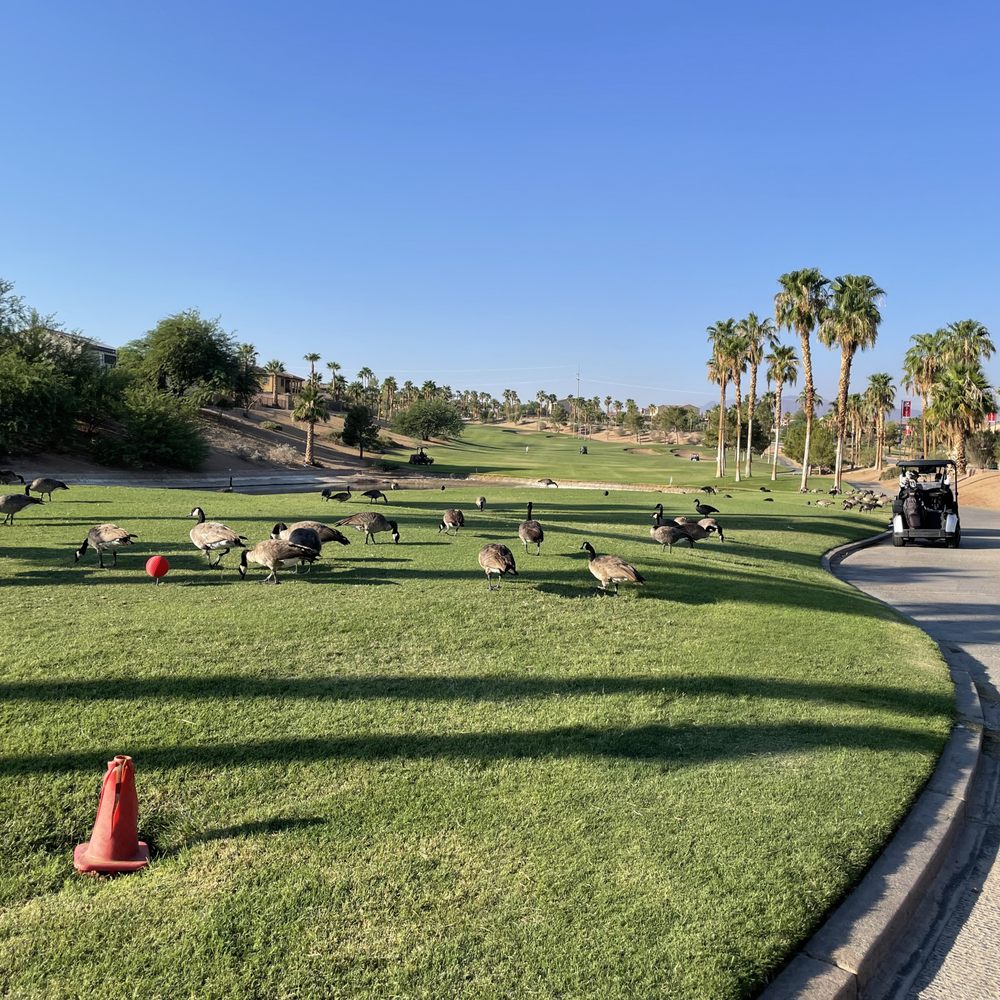 Chimera Golf Club - Goose poop - Golf Near Me - Henderson, Nevada Chimera Golf Club - Goose poop - Golf Near Me - Henderson, Nevada