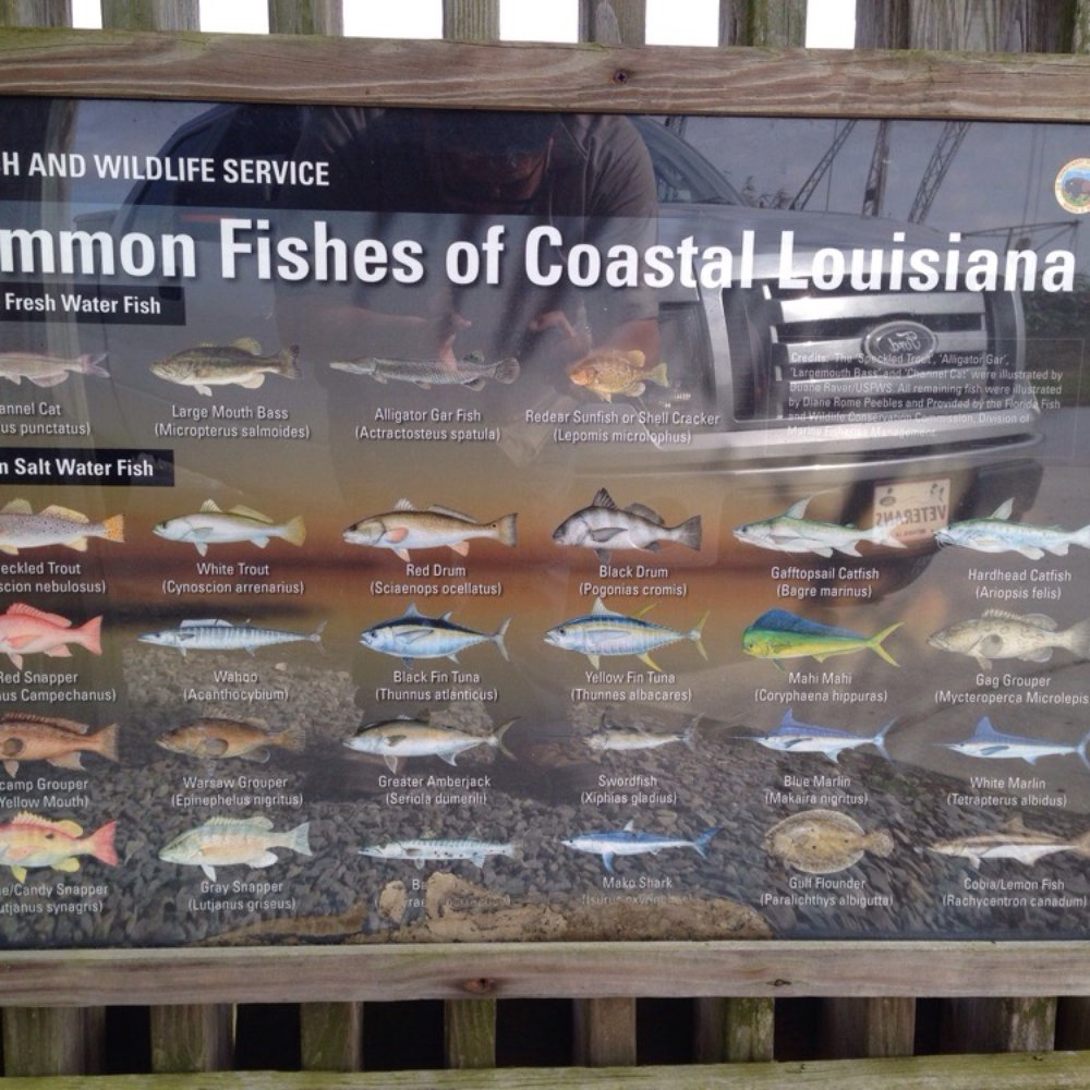 Best Things to Do near U-Haul Neighborhood Dealer in Venice, LA - Yelp, image size:1000x1000