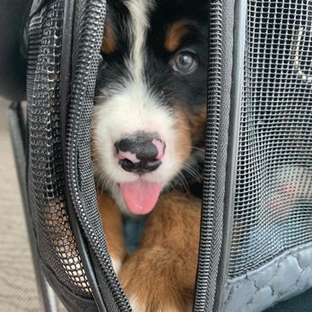 Rocklin Ranch Veterinary Hospital - When we first took him home  notice his little blep! - Veterinarians Near Me - Rocklin, California