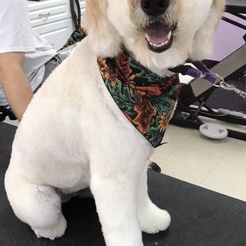 Pet Styles by Jennifer - Bailey getting ready to go home. - Pet Groomers Near Me - Dunedin, Florida Pet Styles by Jennifer - Bailey getting ready to go home. - Pet Groomers Near Me - Dunedin, Florida