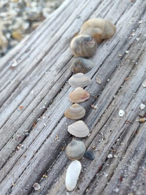 Coot's Bar & Grill by null