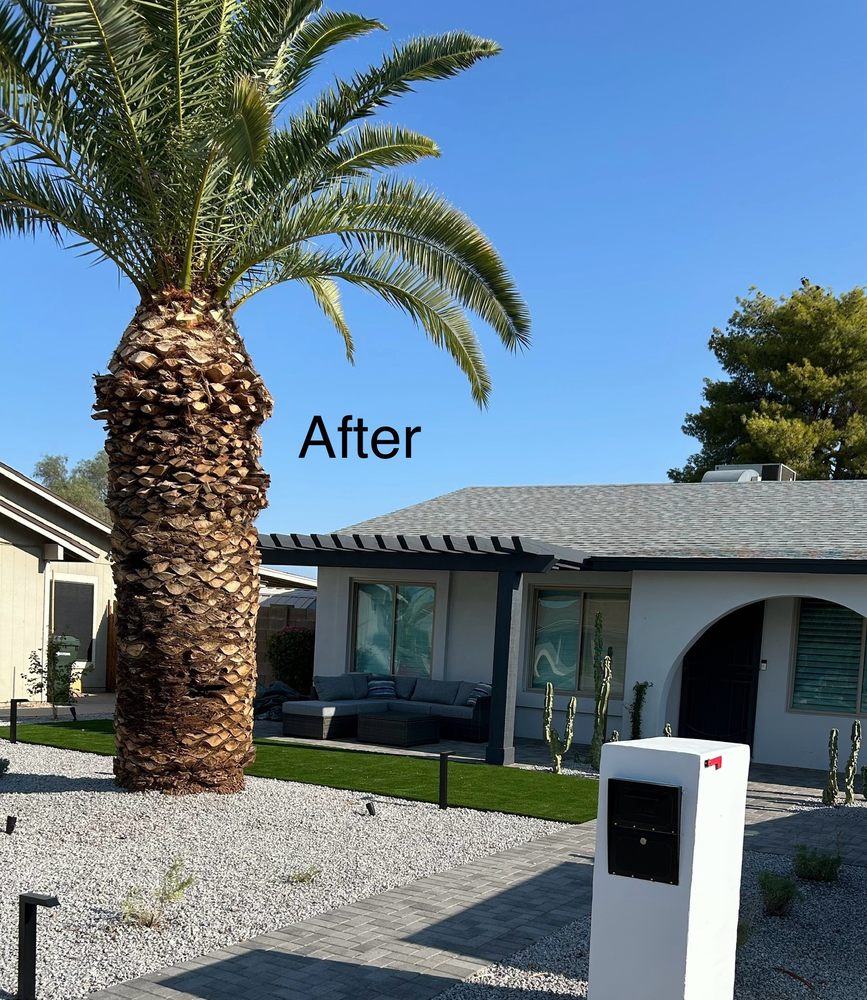 Arizona Tree Trimming & Removal - property management company in Scottsdale, AZ