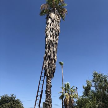 Rv Tree Service - Tree Services Near Me Rv Tree Service - Tree Services Near Me