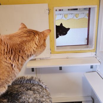Creekside Cats Boarding Hotel - Pet Sitting Near Me - Abbotsford, British Columbia Creekside Cats Boarding Hotel - Pet Sitting Near Me - Abbotsford, British Columbia