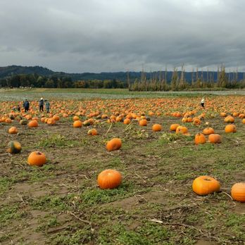 The Pumpkin Patch - Fruits & Veggies Near Me - Portland, Oregon The Pumpkin Patch - Fruits & Veggies Near Me - Portland, Oregon
