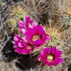 White Tank Mountain Regional Park - Cactus flowers