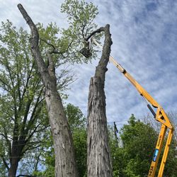 Tree Guys With a Shovel