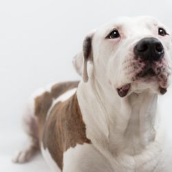 Furgent Care Vet
