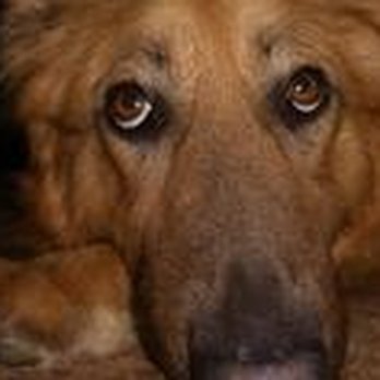 BeBe's Maid - Pet Sitting Near Me - Floral City, Florida BeBe's Maid - Pet Sitting Near Me - Floral City, Florida