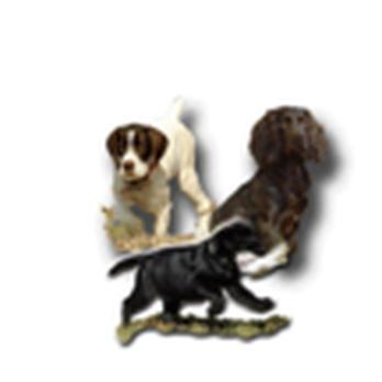 Beaver Creek Kennels - Pet Training Near Me - Saint Matthews, South Carolina Beaver Creek Kennels - Pet Training Near Me - Saint Matthews, South Carolina