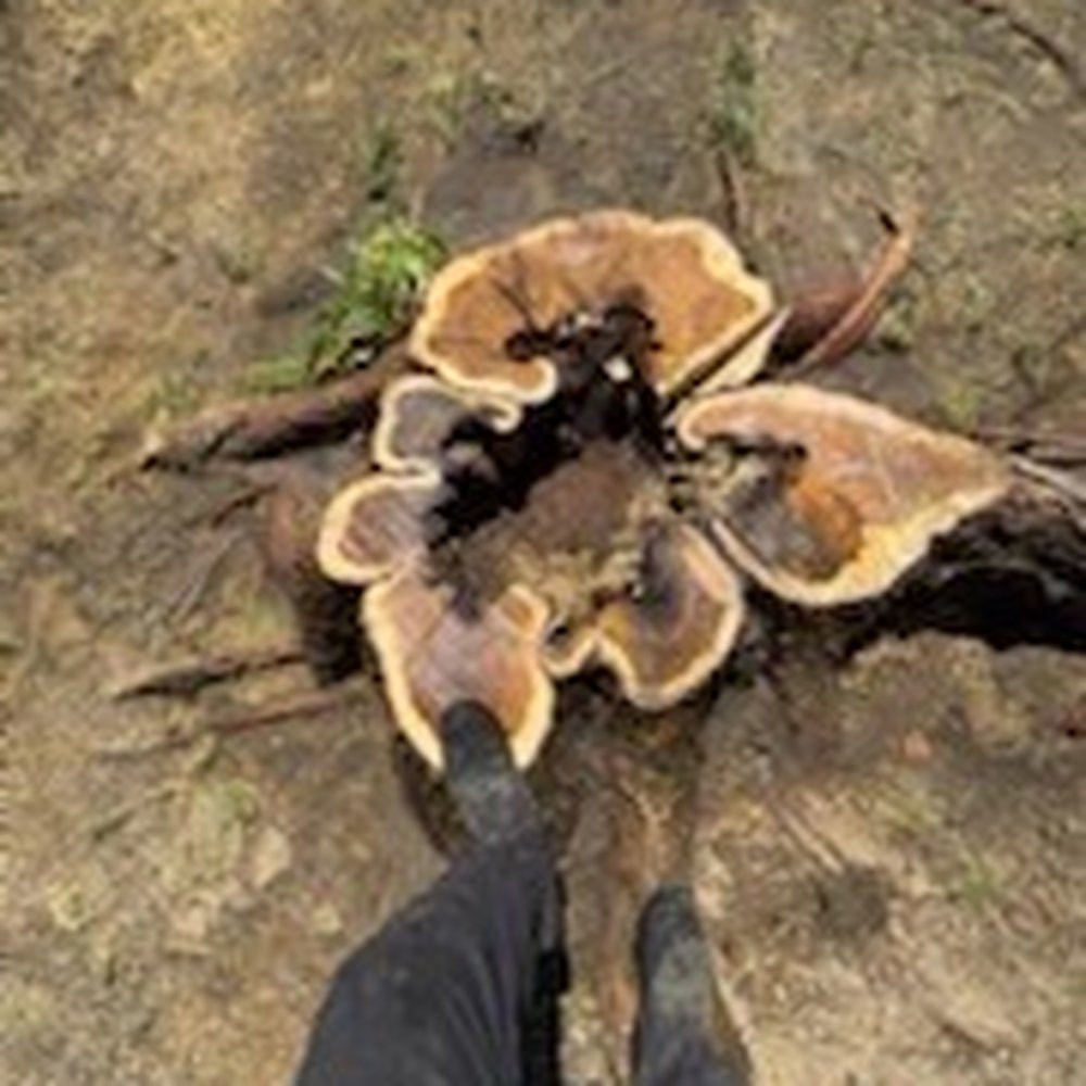 Valdovinos Tree Services - Tree Services Near Me Valdovinos Tree Services - Tree Services Near Me