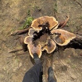 Valdovinos Tree Services - Tree Services Near Me Valdovinos Tree Services - Tree Services Near Me