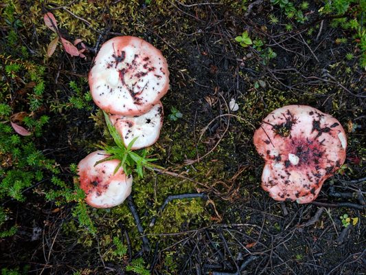 Williwaw Lakes Trail by null