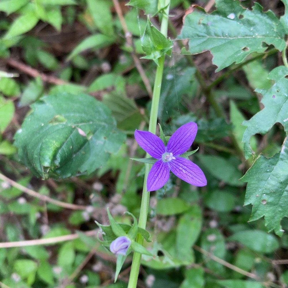 Brazos Bend State Park - Forgot the name. I didn't take a photo but lots of prairie nymphs in bloom! - Parks Near Me - Needville, Texas