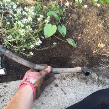Saul Gonzalez Gardening services - One of his messed up hoses he installed in my planter instead of doing it properly with PVC. I dug it up myself. - Gardeners Near Me Saul Gonzalez Gardening services - One of his messed up hoses he installed in my planter instead of doing it properly with PVC. I dug it up myself. - Gardeners Near Me