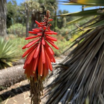 Arizona Garden - Botanical Gardens Near Me - Stanford, California Arizona Garden - Botanical Gardens Near Me - Stanford, California