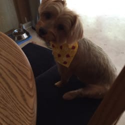 Carolyn's Puppy Parlor - Bella after she was groomed!