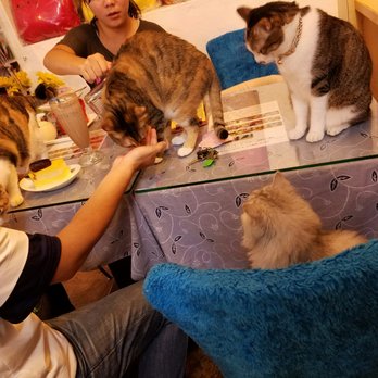 小貓花園 87 Photos 福華路129號 士林區 台北市 Taiwan Yelp