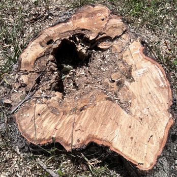 Sammy's Landscaping Services - Good thing it came down! It was partially hollow! - Landscaping Near Me