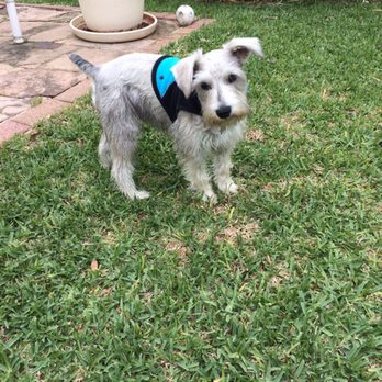 Happy Tails Pet Resort - Pet Sitting Near Me - Cedar Park, Texas
